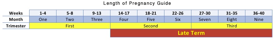 Length of Pregnancy Guide